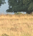 Picus viridis from Richmond TW10, UK on 2025년 09월 20일 (토) at 05:13 오후 by drcatfish. Terrible photo but 100% green... 