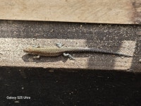 Zootoca vivipara from Тверь, Тверская обл., Россия, 170019 on 2025년 09월 20일 (토) at 12:33 오후 by... 