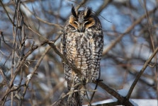 칡부엉이 from New Toronto, Etobicoke, ON, Canada on 2025년... at 11:47 오전 by Tristan Ducharme · iNaturalist 칡부엉이 (Asio otus)