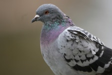 집비둘기 from 54 West/Pallien, Germany on 2025년 09월 22일... thephoxinus · iNaturalist 집비둘기 (Variety Columba livia domestica)