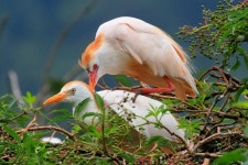 황로 from Reserva Las Filipinas, Barcelona, España on 2016년 07월 21일 (목) at 10:29 오전 by Carles Pastor. ardeola... 