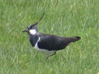 댕기물떼새 from Walsum, Duisburg, Germany on 2015년 04월 24일 (금) at 05:56 오전 by Theo Rickert · iNaturalist 댕기물떼새... 