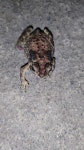 아시아검은안경두꺼비 from ตำบล ชะมวง... iNaturalist 아시아검은안경두꺼비 (Duttaphrynus melanostictus)