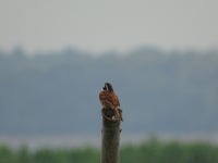 멧새 from Sakanao, Sakae, Inba District, Chiba 270-1513, Japan on 2018년 05월 31일 (목) at 01:14 오후 by Gerben ter Haar.... 