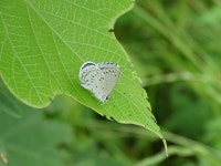 Celastrina argiolus ladonides from Sakanao, Sakae, Inba District, Chiba 270-1513, Japan on 2018년 05월 31일 (목) at 01:27... 