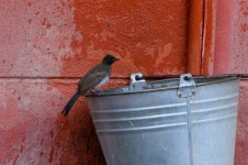 Pycnonotus barbatus from Calai, Cuando Cubango, Angola on 2019년 11월 11일 (월) at 04:52 오후 by Stephen John Davies... 