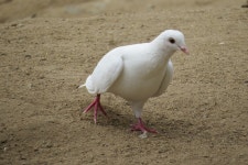 집비둘기 from Kit Carson, Escondido, CA 92025, USA on 2025년... Palmer · iNaturalist 집비둘기 (Variety Columba livia domestica)
