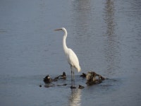 중대백로 from Mukobatake, Koshigaya, Saitama 343-0007, Japan on 2025년 09월 28일 (일) at 07:04 오전 by belvedere04. Japanese name... 