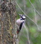 오색딱따구리 from Rezerwat Przyrody Łosiowe Błota, 05-082... Dorota Walkiewicz · iNaturalist 오색딱따구리 (Dendrocopos major)
