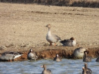 큰기러기 from 대한민국 경상남도 창원시 의창구 on 2025년 01월 28일 (화) at 03:26 오후 by Sang-Hyeon Jin · iNaturalist... 