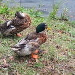 집오리 from 대한민국 경기도 성남시 분당구 문정로 on 2025년 10월 03일 (금) at 11:40 오전 by 임홍명. If the species... 