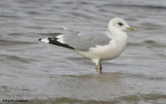 갈매기 from Pelguranna, Tallinn, Estonie on 2025년 09월 25일... at 08:42 오전 by Karim Haddad · iNaturalist 갈매기 (Larus canus)