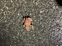 유럽두꺼비 from University of Reading - Whiteknights campus... 오후 by natacha162. Juvenile · iNaturalist 유럽두꺼비 (Bufo bufo)