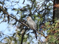 Cacomantis flabelliformis from Traralgon Railway reserve on 2025년 10월 04일 (토) at 11:51 오전 by Sharon Dodd · iNaturalist... 