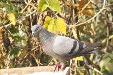 집비둘기 from Trashigang, Bhutan on 2025년 10월 05일 (일)... Trashigang Division Office · iNaturalist 집비둘기 (Columba... 