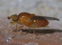 노랑굴파리속 from Mayes County, US-OK, US on 2014년 05월... of Chlorops rufescens. · iNaturalist 노랑굴파리속 (Genus Chlorops)