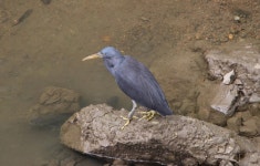 흑로 from Airlie Beach Queensland 4802, Australie on 2016년 03월 15일 (화) by Mickaël Villemagne · iNaturalist 흑로 (Egretta... 