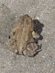 Raleigh, NC 27615, USA on 2025년 10월 08일 (수) at 04:57 오전 by cjnraleigh. Found him outside the gym. · iNaturalist... 