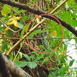 Sphyrapicus varius from M237+XQ, Brooklyn, NY 11218, USA on 2025년 10월 07일 (화) at 01:46 오후 by Jean Gazis. female... 