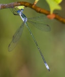 Lestes vigilax from Clays Pond, Oxford Co., Maine on 2010년 06월 23일 (수) by Jim Johnson · iNaturalist Lestes vigilax