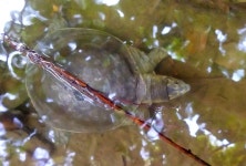Lissemys punctata andersoni from Gate 6 Eco Park, New Town, Jatragachhi, Deshbandhu Nagar, Reckjoani, New Town, West Bengal 700161... 