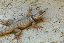 Sceloporus poinsettii from Calle Isla de Cortés, General Escobedo, NL, MX on 2019년 04월 27일 (토) at 03:39 오후 by Antonio... 