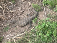 Varanus albigularis albigularis from Ubuhlebezwe, Ixopo, KwaZulu-Natal, ZA on 2025년 10월 13일 (월) at 10:04 오전 by Marie... 