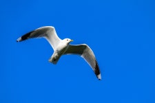 갈매기 from Eidfjord, Norwegen on 2025년 07월 19일 (토) at 07:26 오전 by crag6789 · iNaturalist 갈매기 (Larus canus)