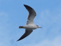괭이갈매기 from 日本、〒516-0001 三重県伊勢市大湊町 on... by GrandSeaGreen · iNaturalist 괭이갈매기 (Larus crassirostris)