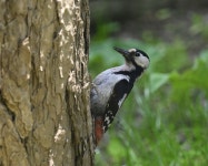 시리아딱따구리 from Кишинёв, Молдова on 2025년... Fedorova · iNaturalist 시리아딱따구리 (Dendrocopos syriacus)