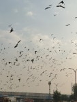 집비둘기 from P-29, Indraprastha Industrial Area, Kota, Rajasthan 324005, India on 2025년 10월 16일 (목) at 02:17 오후 by SONU... 
