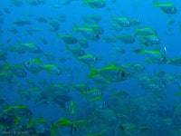 Schuettea scalaripinnis from Fish and Chips, South West Rocks, NSW on 2008년 03월 22일 (토) at 01:14 오후 by Richard Ling. A... 