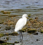 쇠백로 from 56360 Sauzon, France on 2025년 07월 18일 (금) at 09:56 오전 by Simon RB · iNaturalist 쇠백로 (Egretta garzetta)