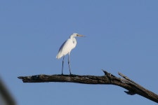 중대백로 from Coolamon NSW 2701, Australia on 2025년 10월 18일 (토) at 06:08 오후 by margot_oorebeek · iNaturalist 중대백로... 