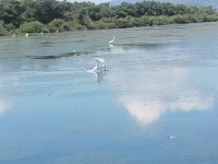 중대백로 from Sucre, Sucre, VE on 2025년 10월 07일 (화) at 09:53 오전 by Noiver334 · iNaturalist 중대백로 (Ardea alba)