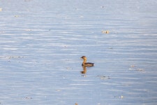 Podilymbus podiceps from Madison, WI, USA on 2025년 10월 19일 (일) at 03:19 오후 by Timon T. K. · iNaturalist Podilymbus podiceps
