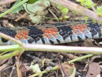 유혈목이 from 대한민국 태안군 대기2리 on 2025년 10월 20일 (월) at 10:52 오전 by jung yong pak · iNaturalist 유혈목이... 
