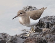 깝작도요 from Fuencaliente, La Palma, España on 2025년 10월 17일 (금) at 12:11 오후 by @joseluisrivasmartin · iNaturalist... 