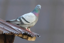 집비둘기 from S Butte St, Dorris, CA, US on 2025년 10월 20일... Monen · iNaturalist 집비둘기 (Variety Columba livia domestica)