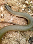 on 2007년 10월 23일 (화) by José Reyna. Conophis lineatus en Sisal, Yucatán. · iNaturalist Conophis lineatus