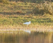 쇠백로 from Fronteira, 7460, Portugal on 2025년 10월 26일 (일) at 05:16 오후 by David Pereira · iNaturalist 쇠백로 (Egretta... 