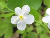 꽃마리속 from 대한민국 충청남도 예산군 덕산면 on 2016년 05월 05일 (목) at 02:16 오후 by onidiras-iNaturalist · iNaturalist... 