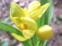 금난초 from 대한민국 충청남도 예산군 덕산면 on 2016년 05월 05일 (목) at 02:41 오후 by onidiras-iNaturalist · iNaturalist... 