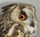 칡부엉이 from Stațiunea Zoologică Marină Agigea, România... Coloboma in the right eye?? · iNaturalist 칡부엉이 (Asio otus)