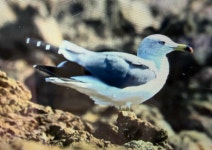 괭이갈매기 from Fukaura, Aomori, JP on 2025년 10월 30일 (목) at 12:28 오후 by ecoem22 · iNaturalist 괭이갈매기 (Larus... 