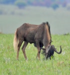 흰꼬리누 from Rietvlei Nature Reserve, 14 Game Reserve Ave, Rietvallei 377-Jr, Pretoria, 0181, South Africa on 2025년 10월 27일... 