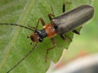 등점목가는병대벌레 from 대한민국 전라남도 담양군 월산면 담장로 548 on 2016년 05월 06일 (금) at 04:35 오후 by onidiras... 