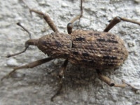 왕바구미 from 대한민국 전라남도 담양군 월산면 담장로 548 on 2016년 05월 06일 (금) at 04:35 오후 by onidiras-iNaturalist... 