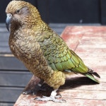 케아앵무 from Arthurs Pass Village 7875, New Zealand on... at 12:15 오후 by Paddy Kemner · iNaturalist 케아앵무 (Nestor notabilis)