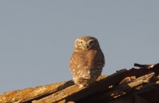 금눈쇠올빼미 from Марьевка on 2025년 11월 05일 (수) at 03:15 오후 by SIA · iNaturalist 금눈쇠올빼미 (Athene noctua)